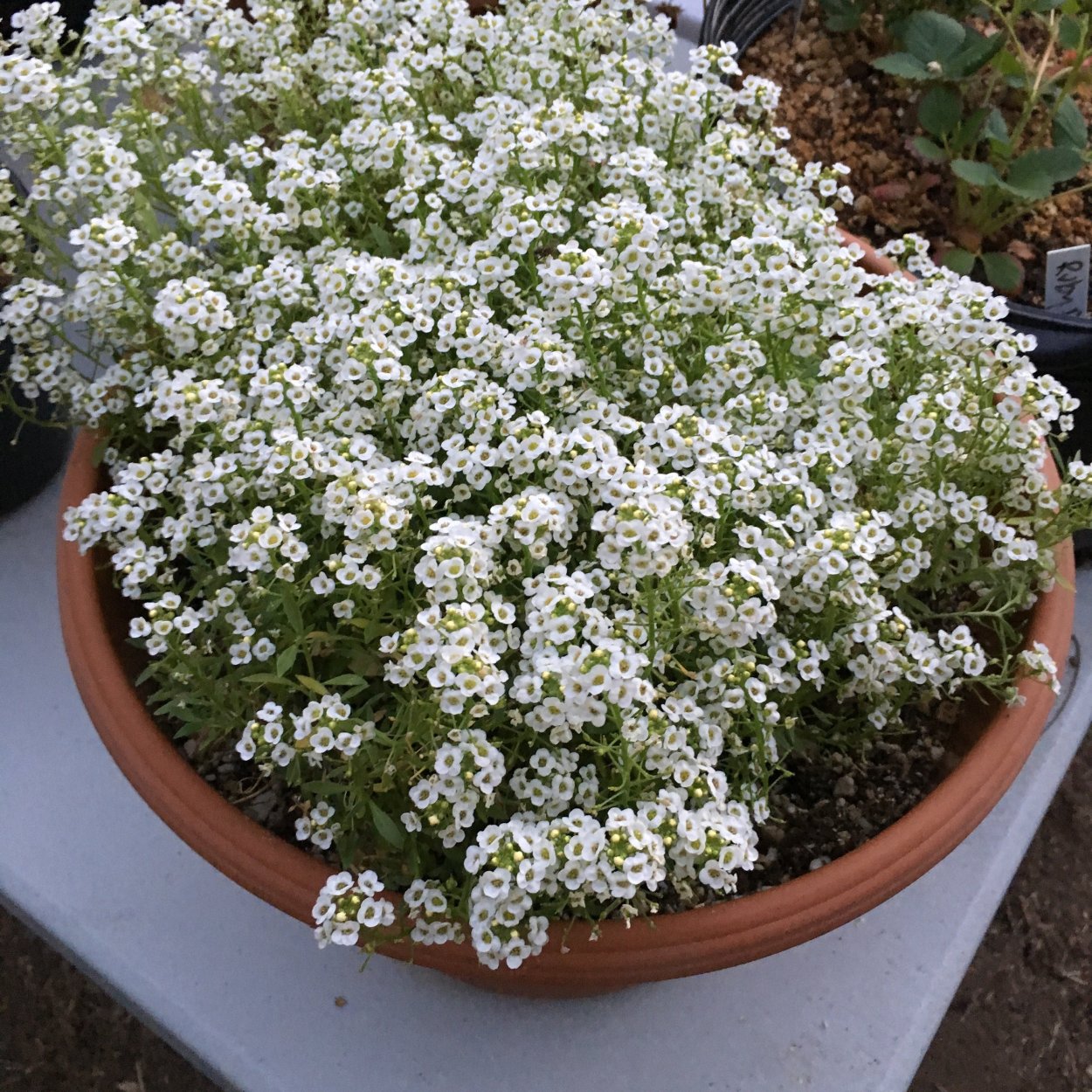 Алиссум Вондерленд Вайт