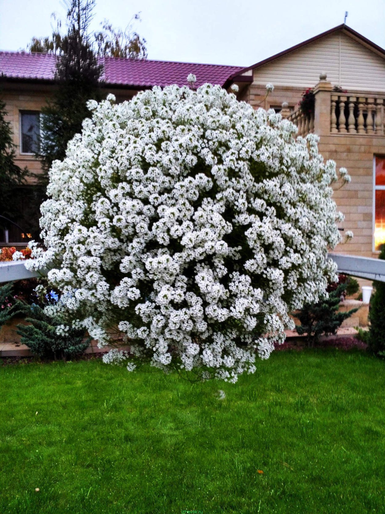 Алиссум Lucia Purple