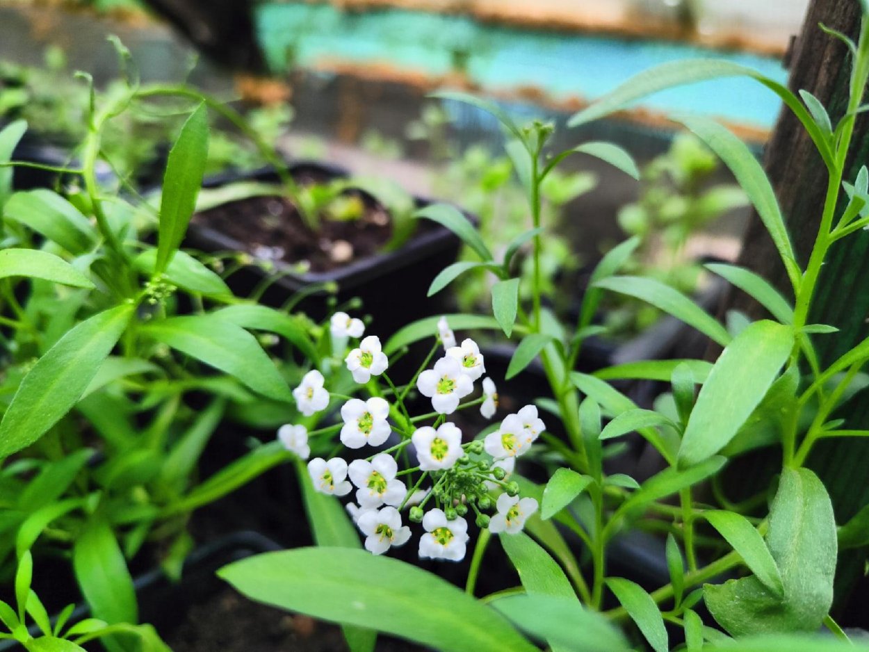 Алиссум вегетативный Сноу