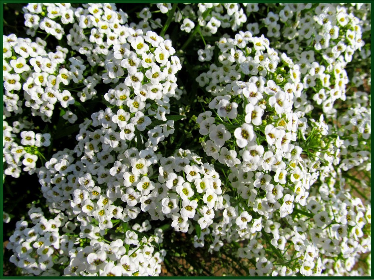 Алиссум многолетний
