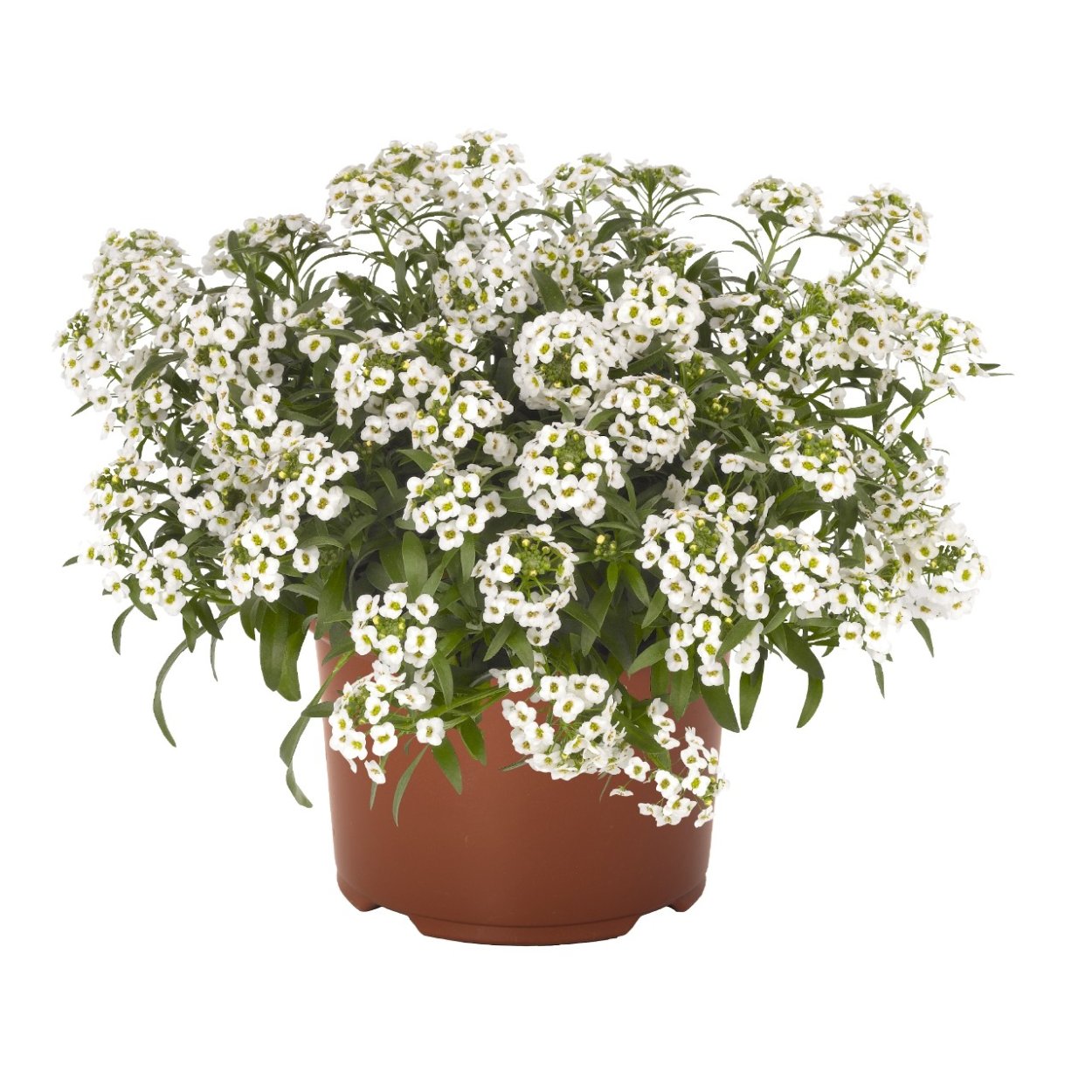 Лобулярия Сноу принцесс