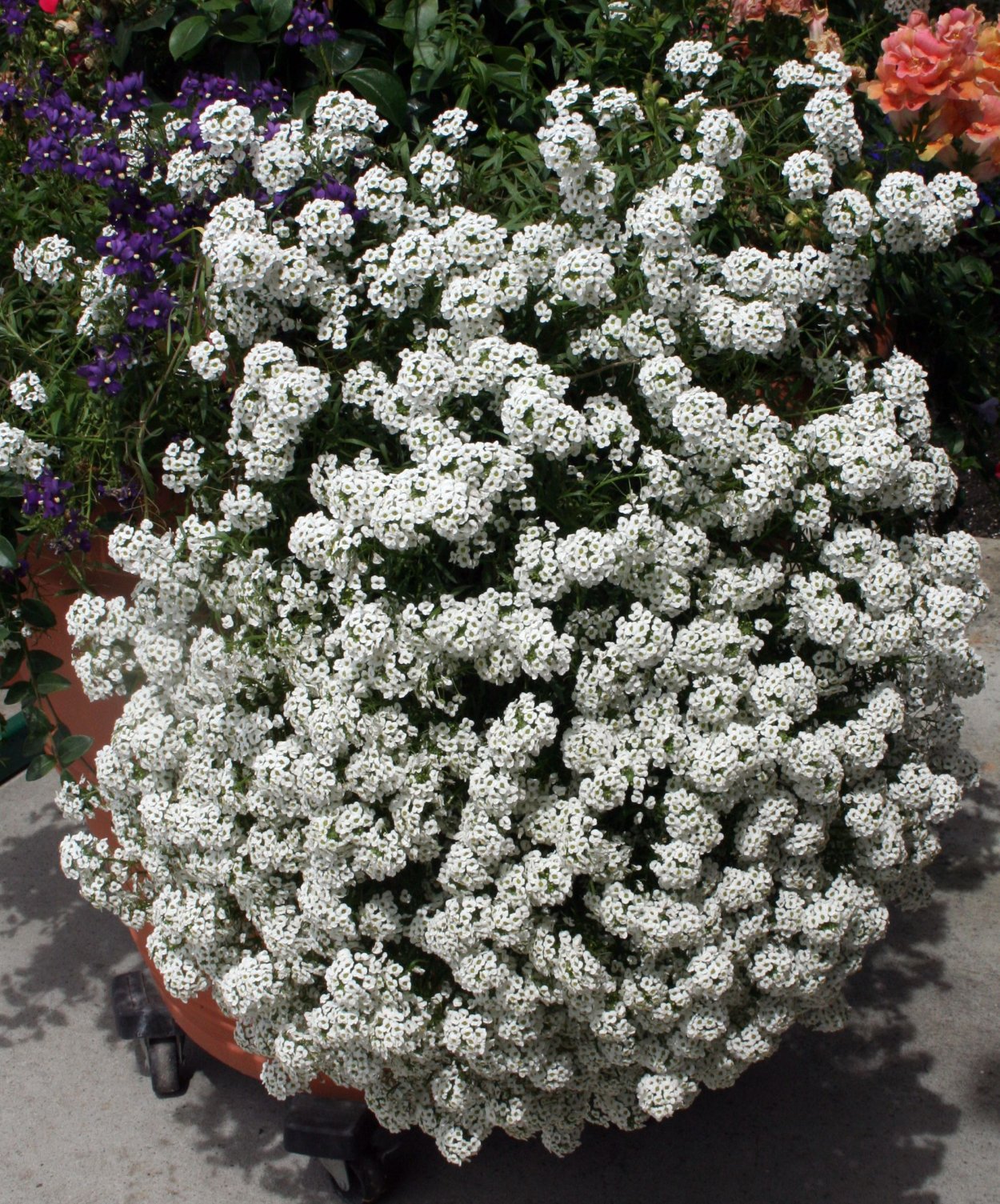 Алиссум вегетативный Сноу