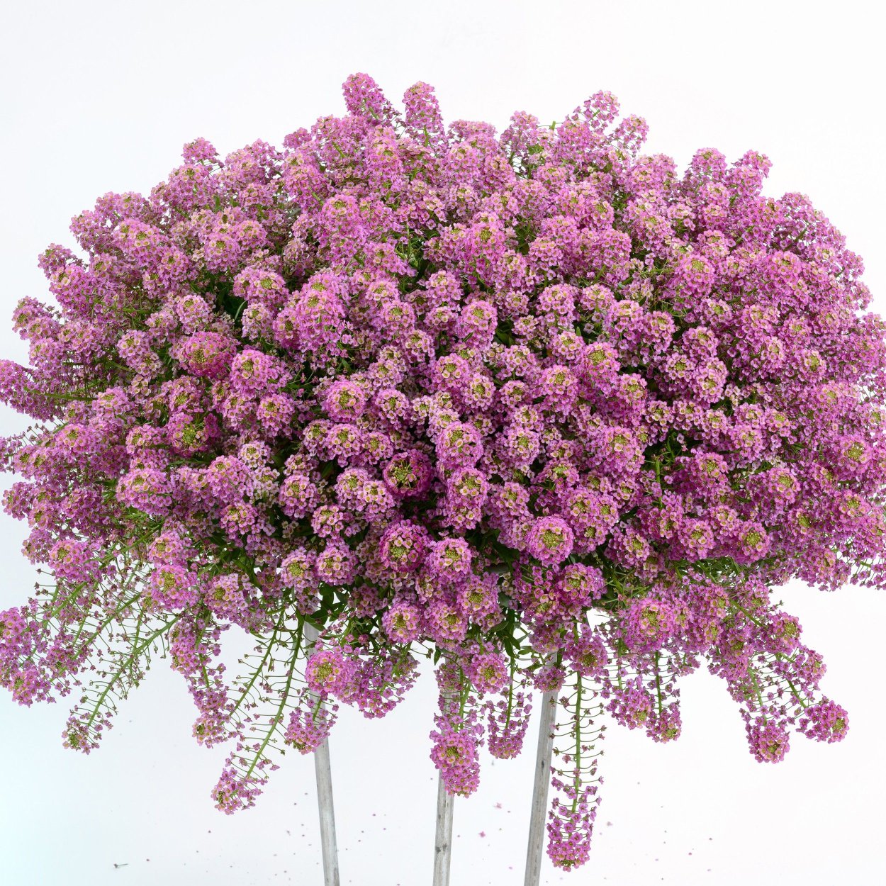 Алиссум Сноу принцесс