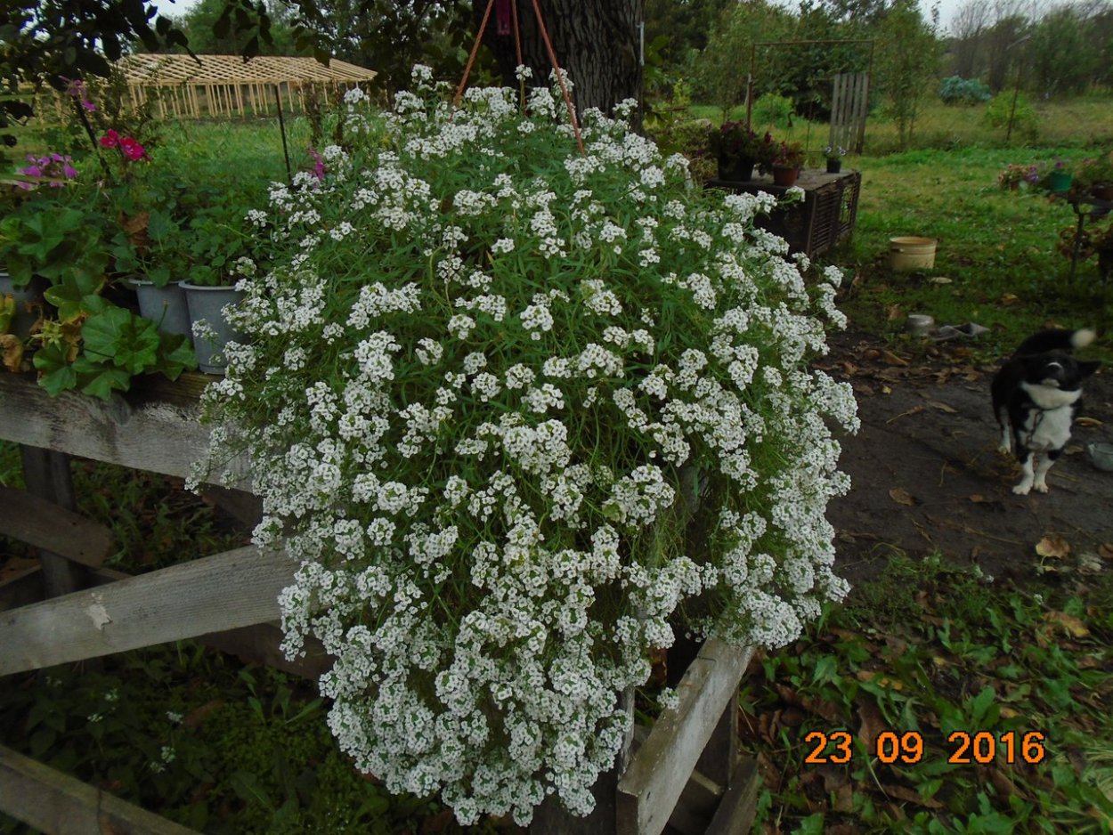 Алиссум Сноу принцесс