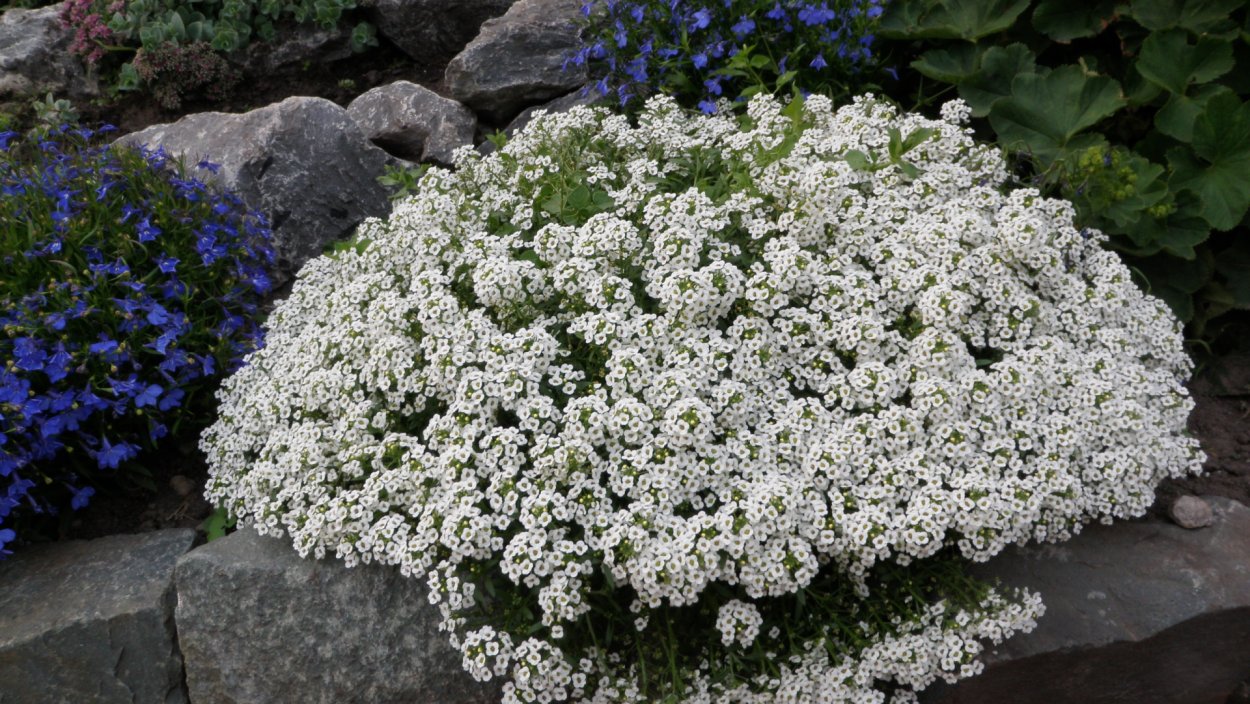 Лобулярия Королевский ковер