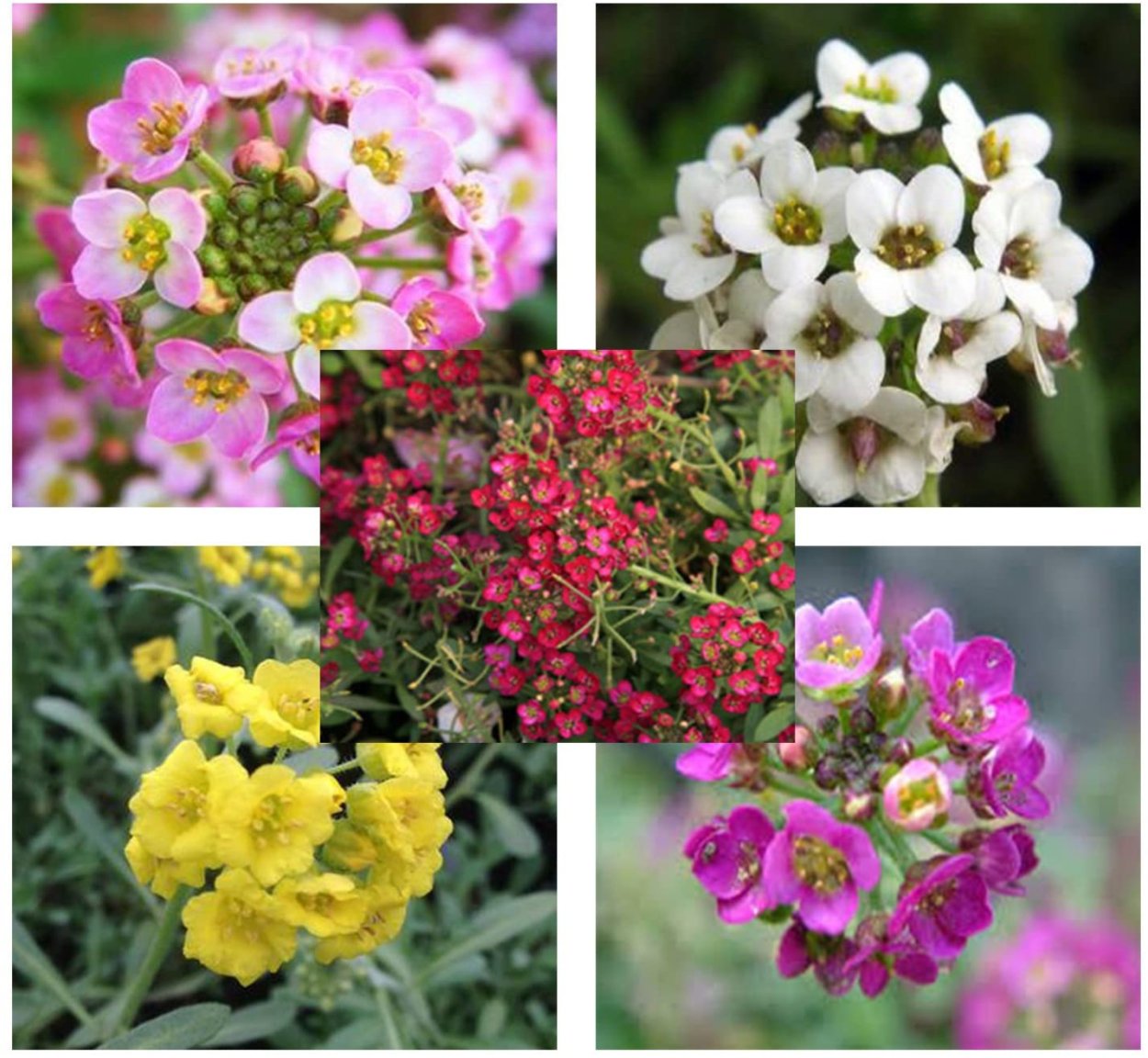 Алиссум в горшке на подоконнике