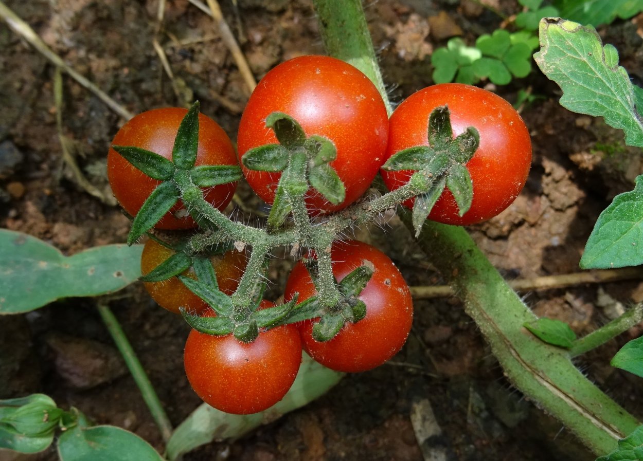 Solanum pimpinellifolium