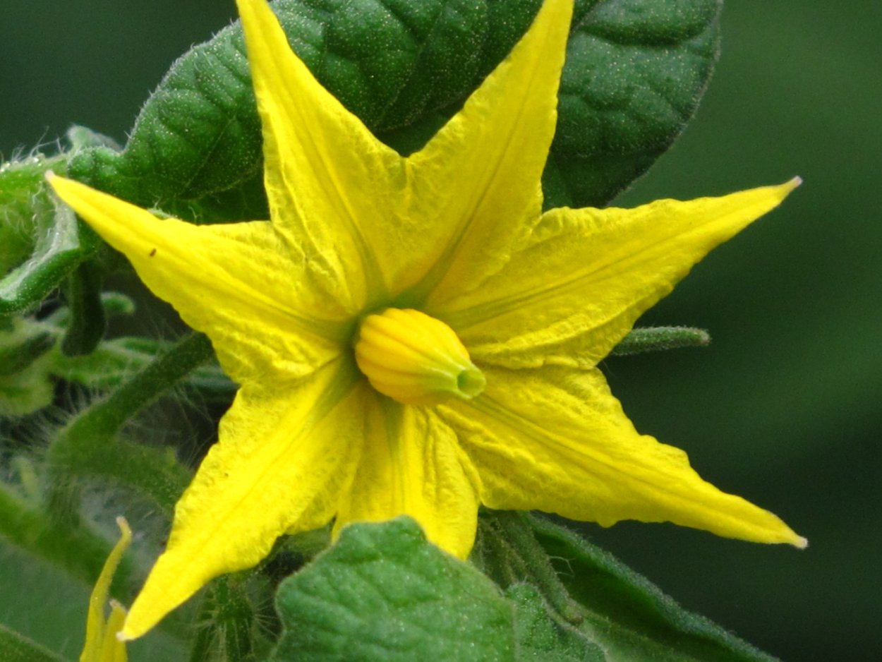 Цветение помидоров