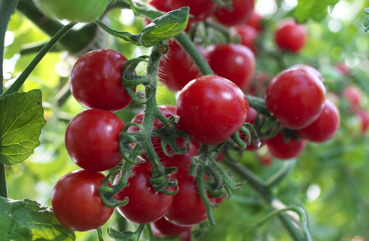 Томат Энджел черри