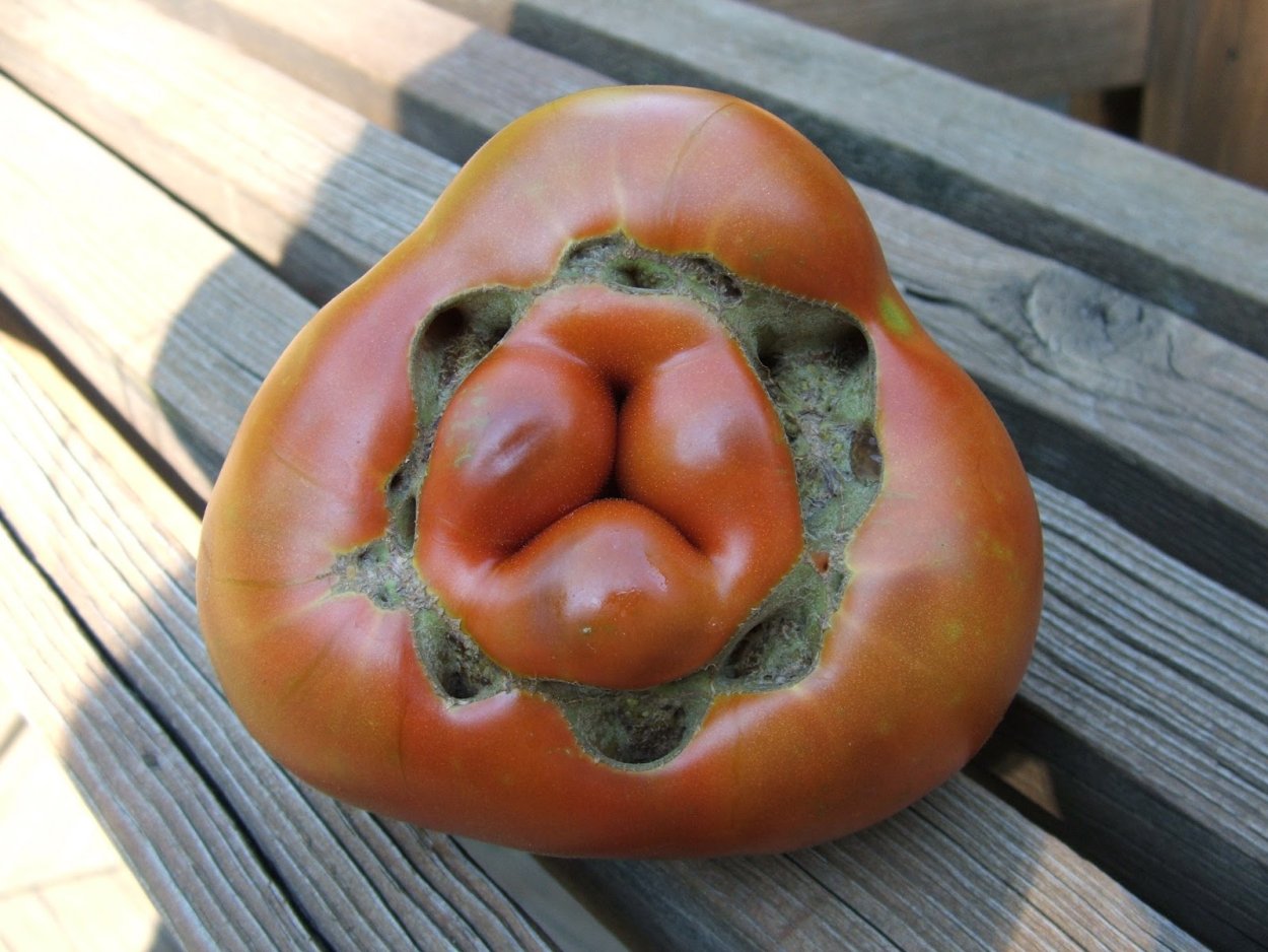 Фасциация томатов