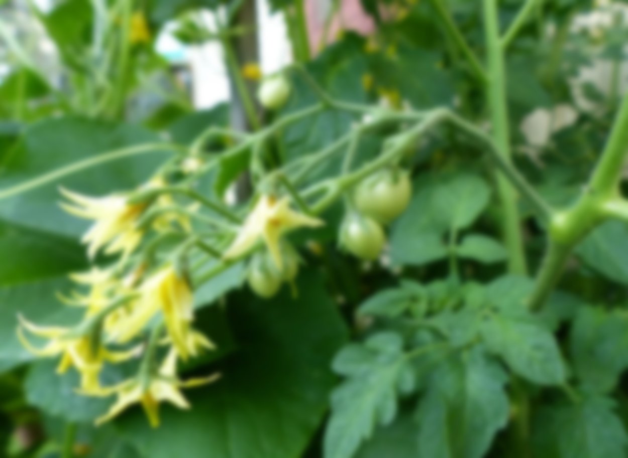 Завязь цветка томата