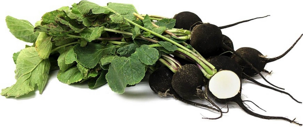 Редька на белом фоне