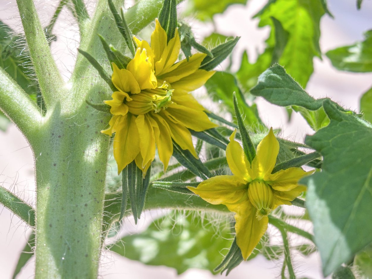 Фасциация томатов