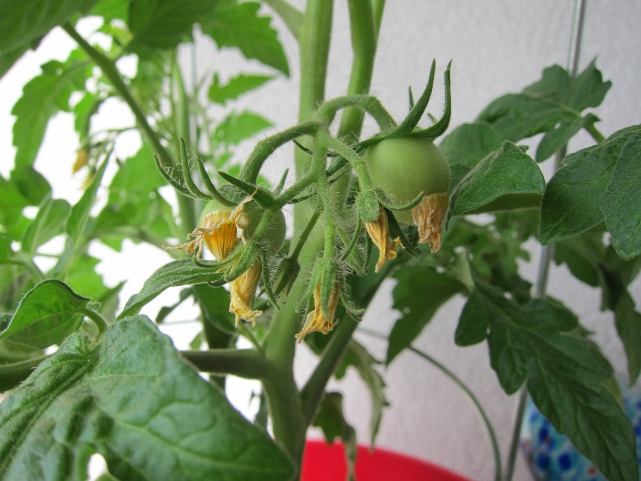 Растения томатов черри завязь