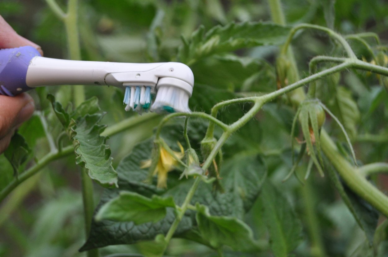 Искусственное опыление помидоров