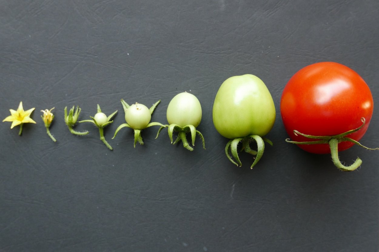 Плод и цветок помидора