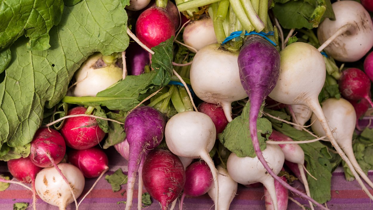 Редька, брюква, дайкон