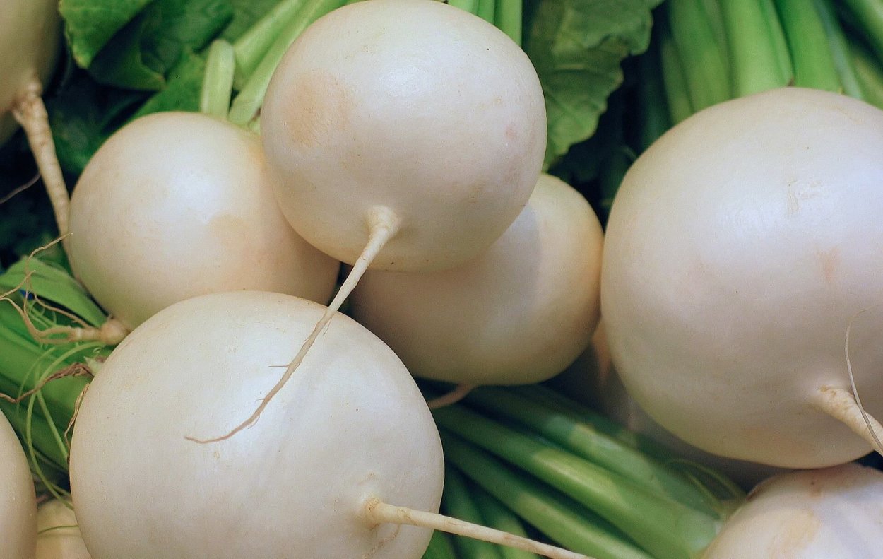 Семена. Редька "белая Майская"