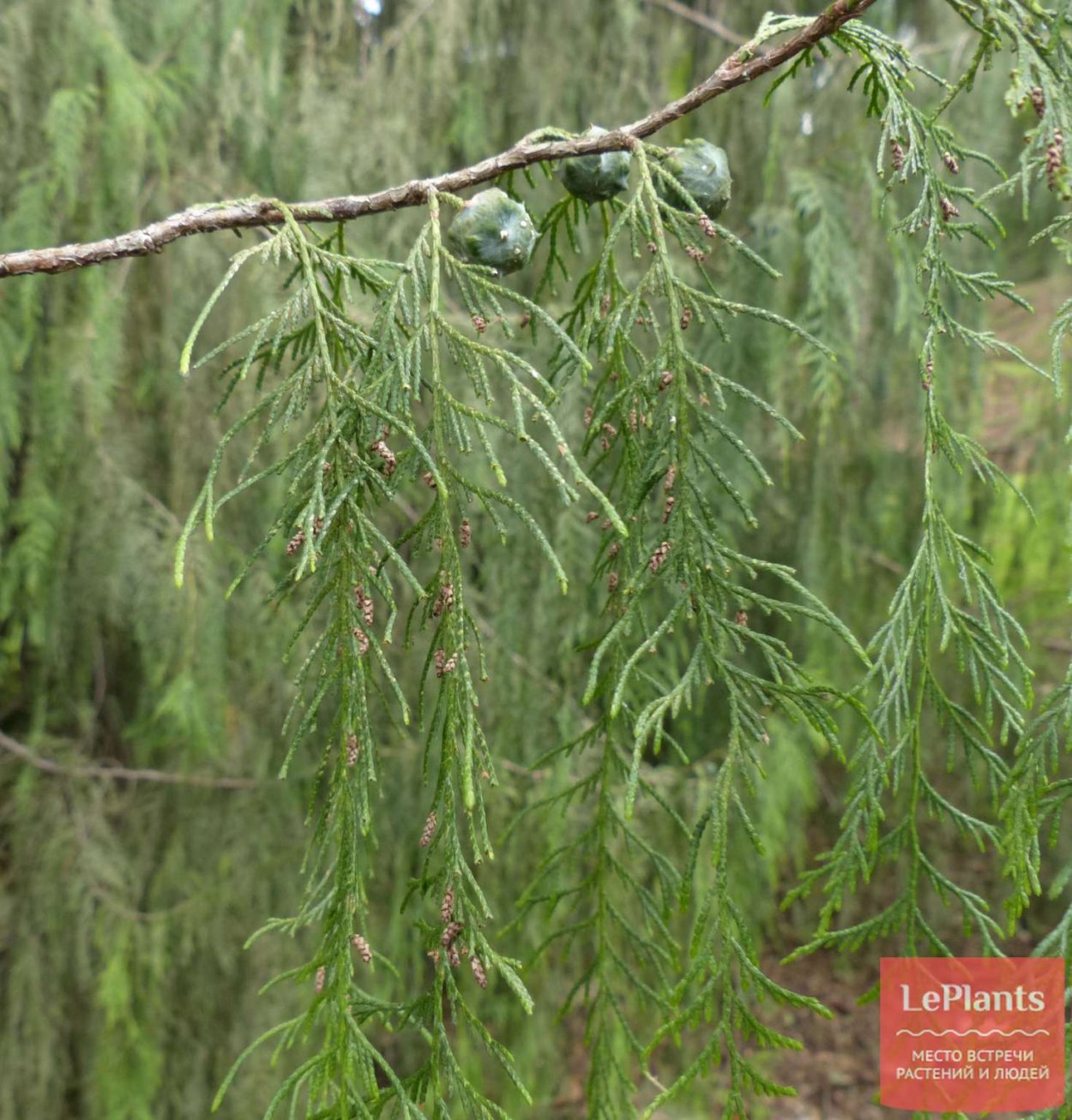 Кипарис кашмирский