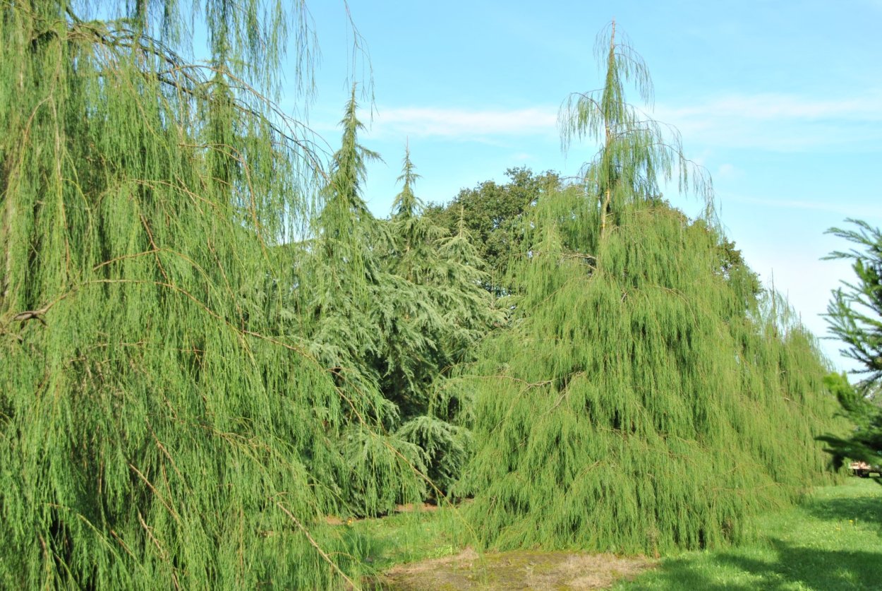 Кипарисовик Лавсона имбриката Пендула