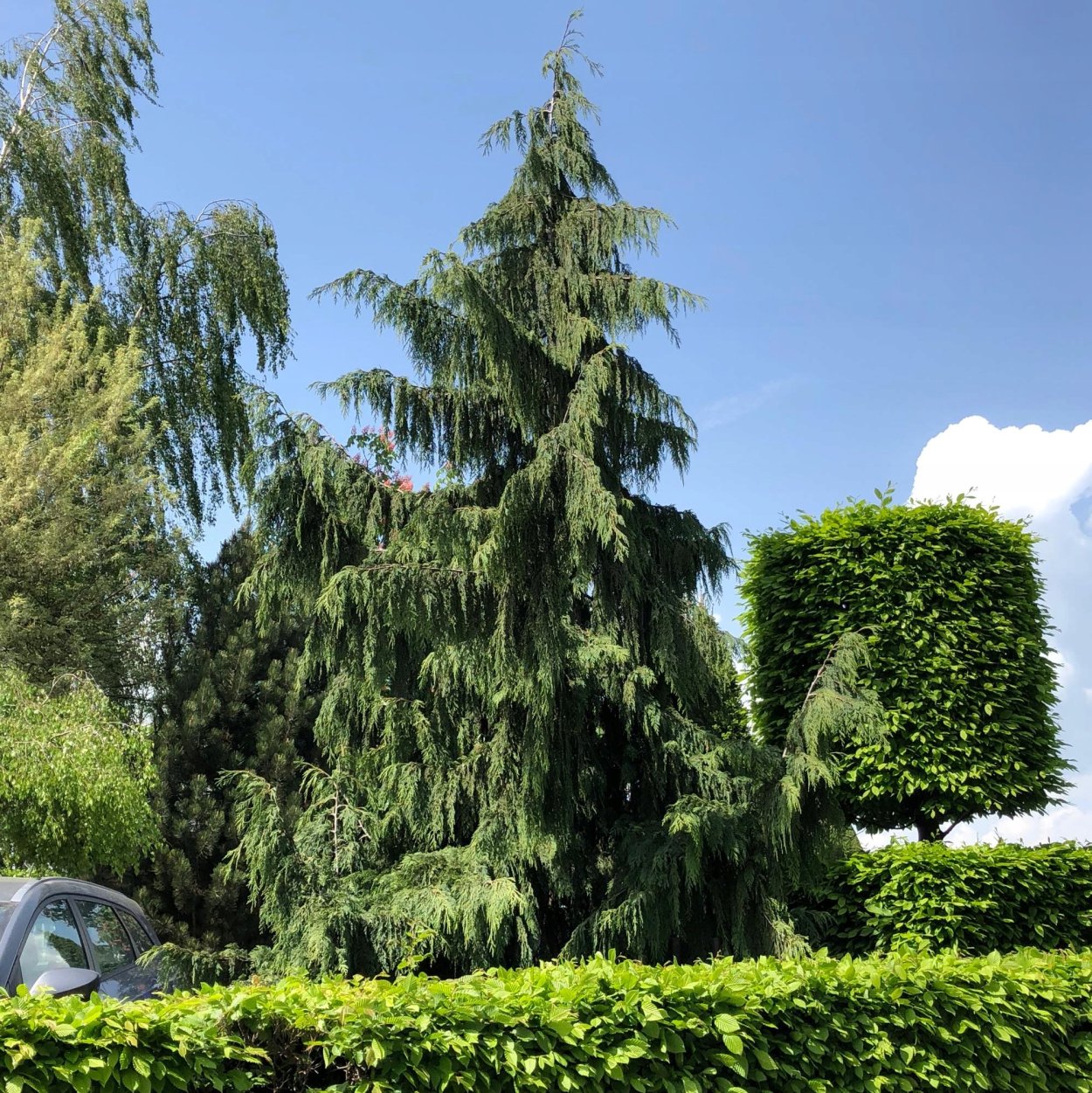 Кипарис нутканский Пендула