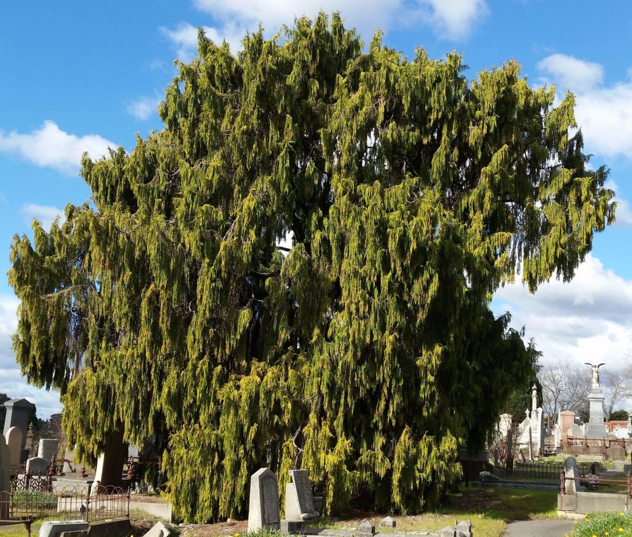 Кипарисовик нутканский Джубили