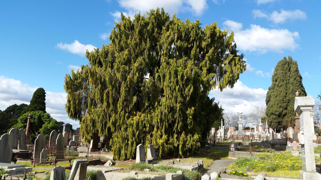 Лиственница европейская Пендула