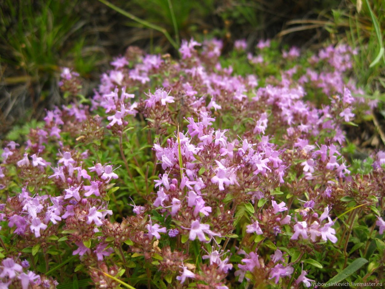 Тимьян ползучий чабрец Богородская трава
