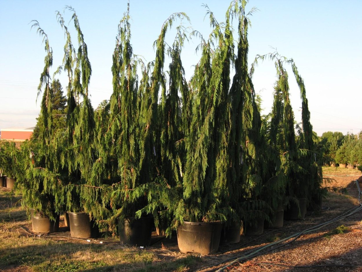 Кипарис Гималайский