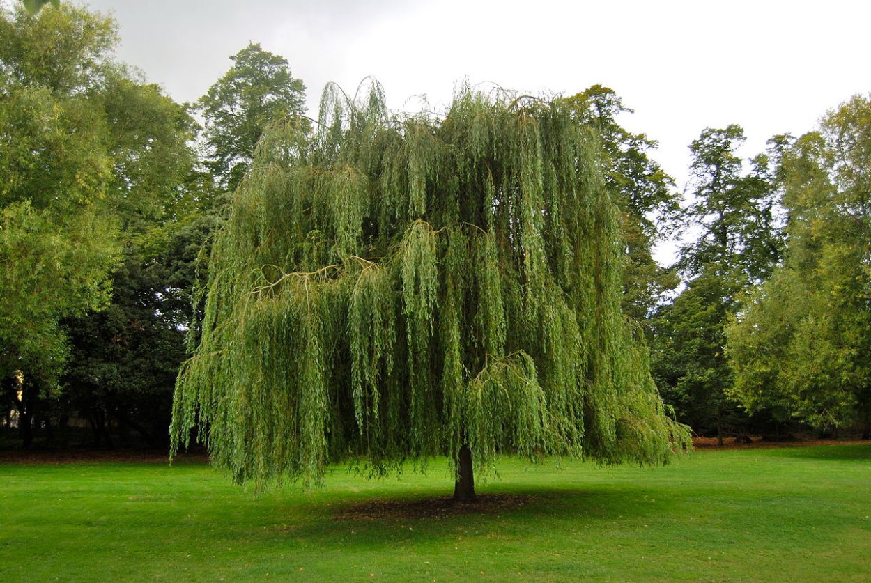 Можжевельник Хорстманн