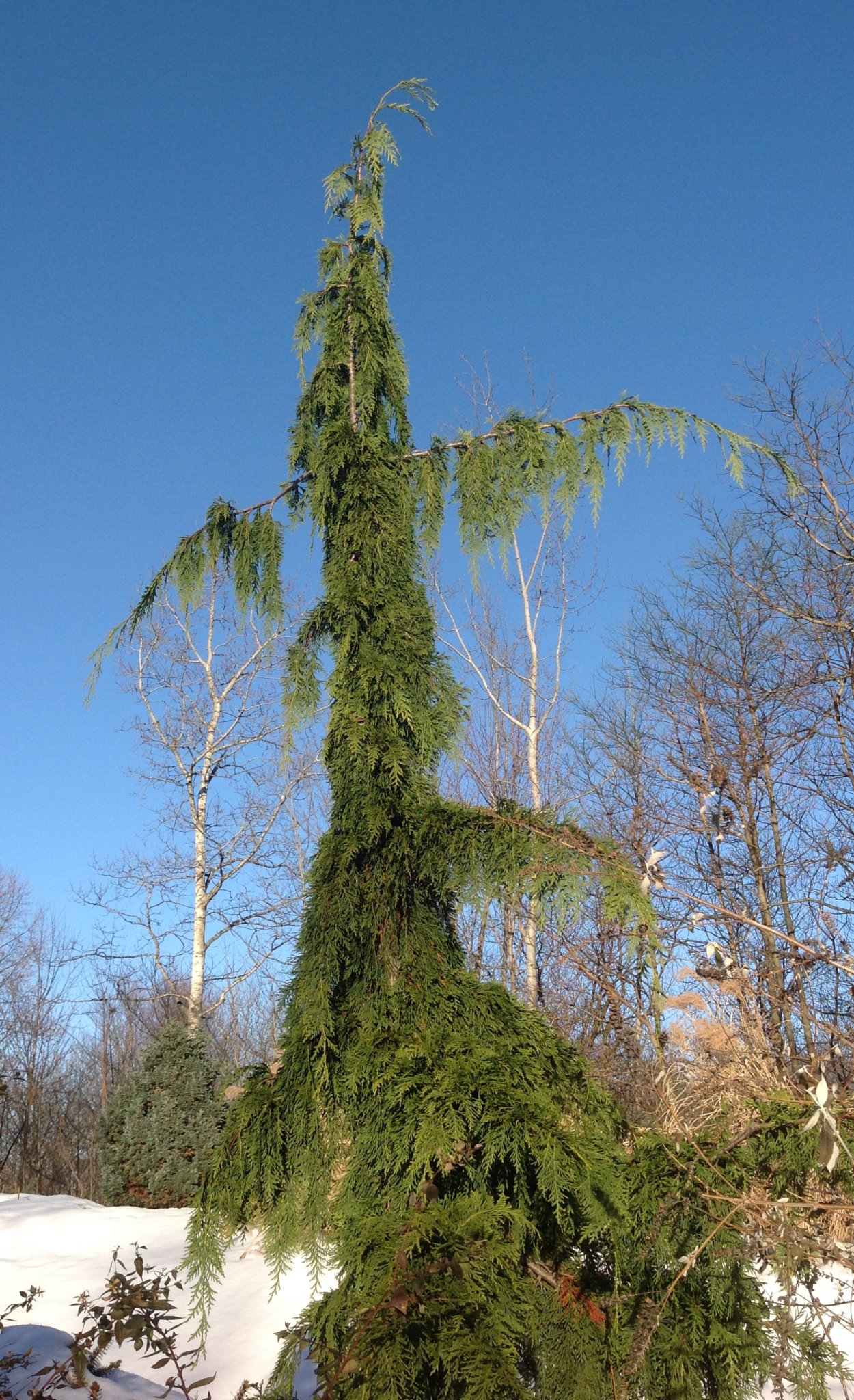 Fagus sylvatica pendula