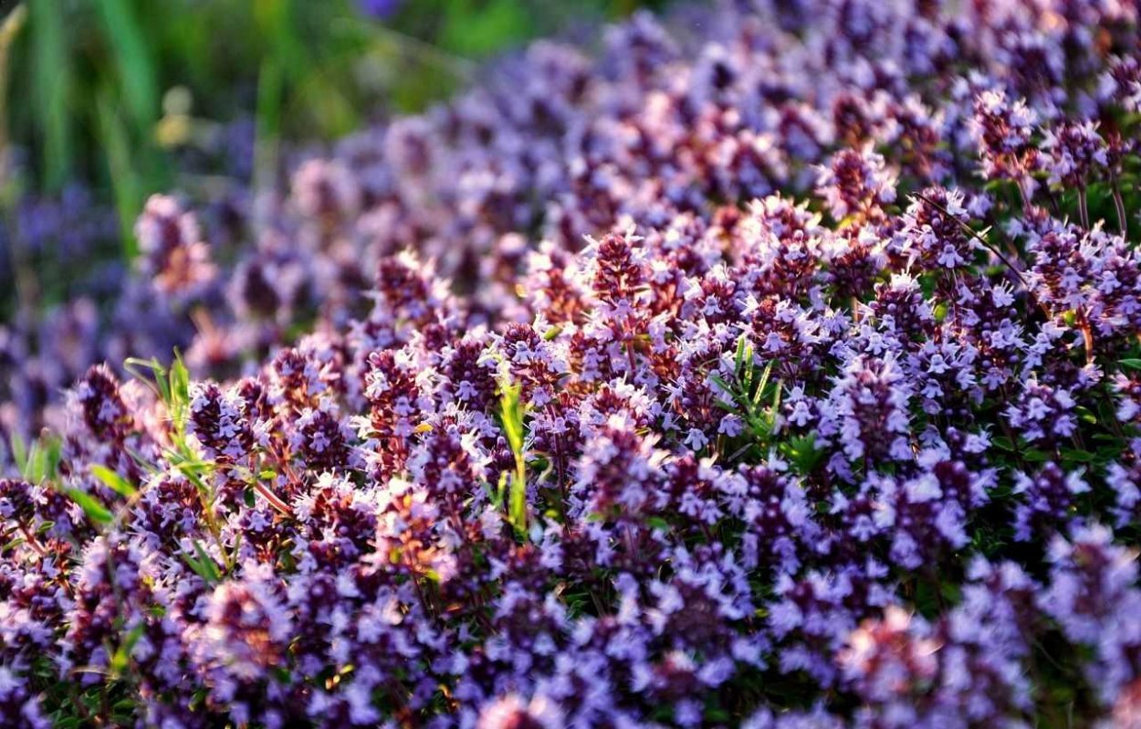 Тимьян ползучий (Thymus serpyllum)