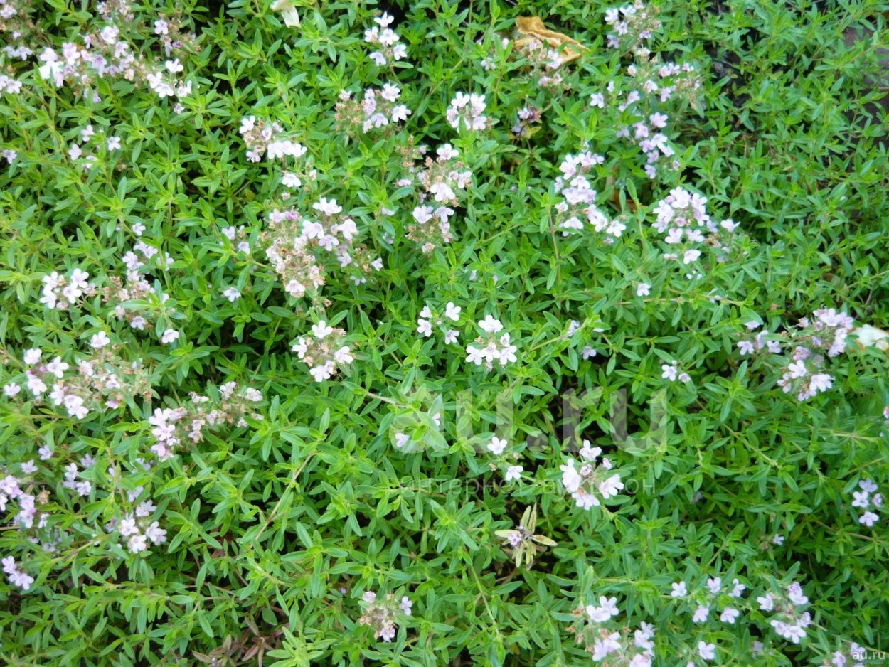Чабрец тимьян Богородская трава