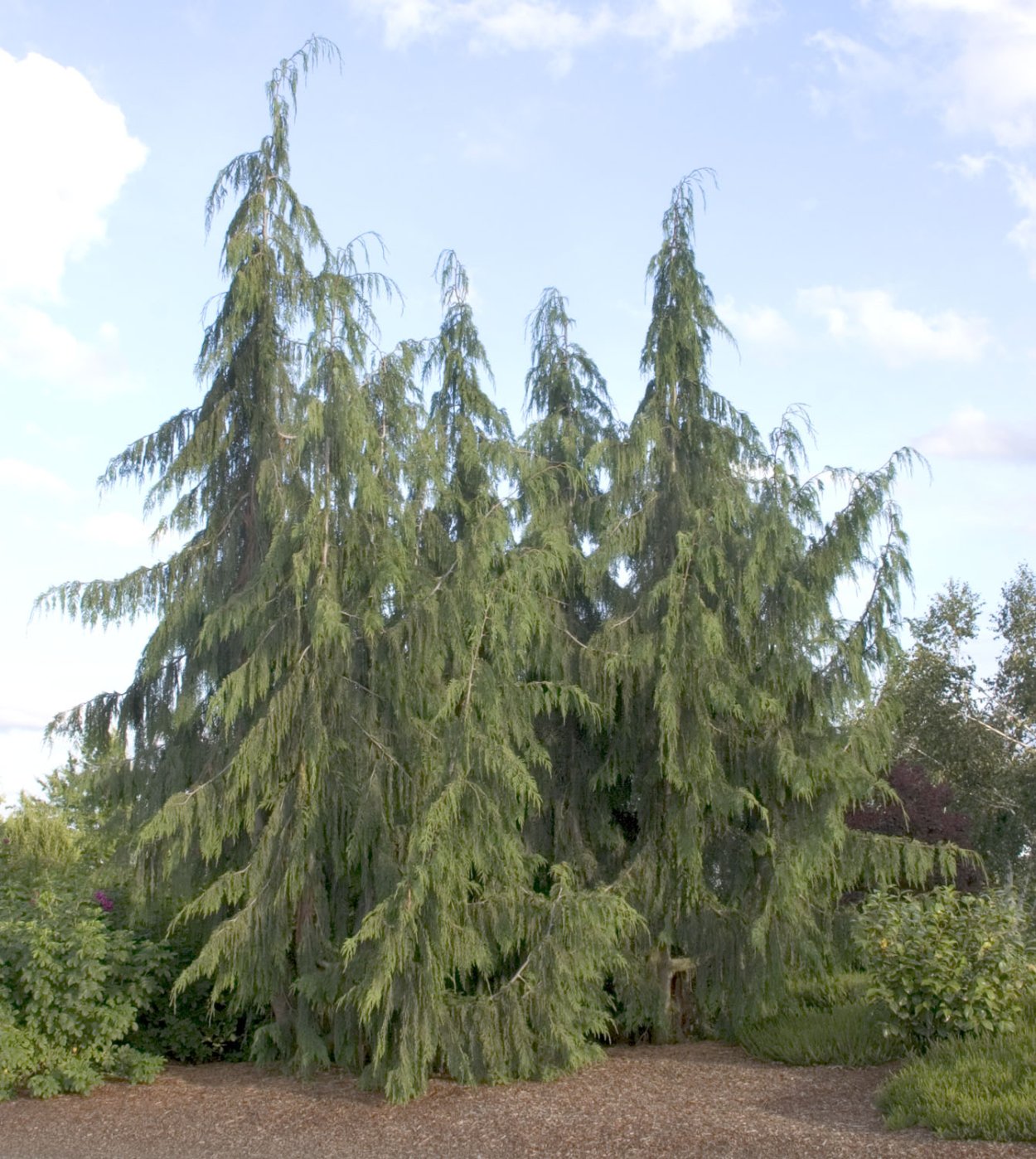 Cupressus Funebris