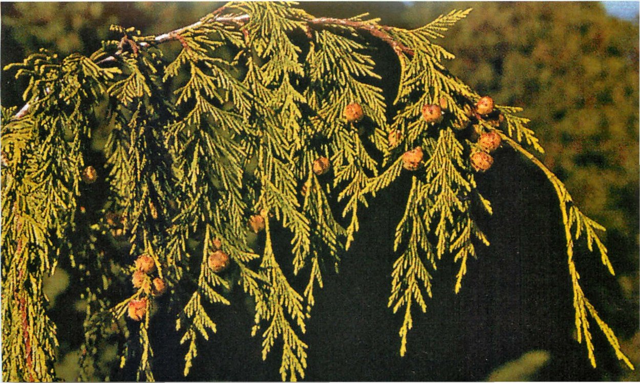 Кипарис нутканский Пендула