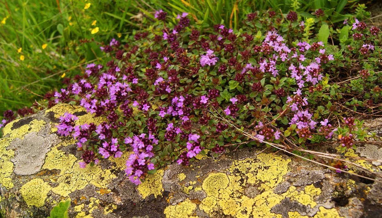Чабрец горный Алтайский