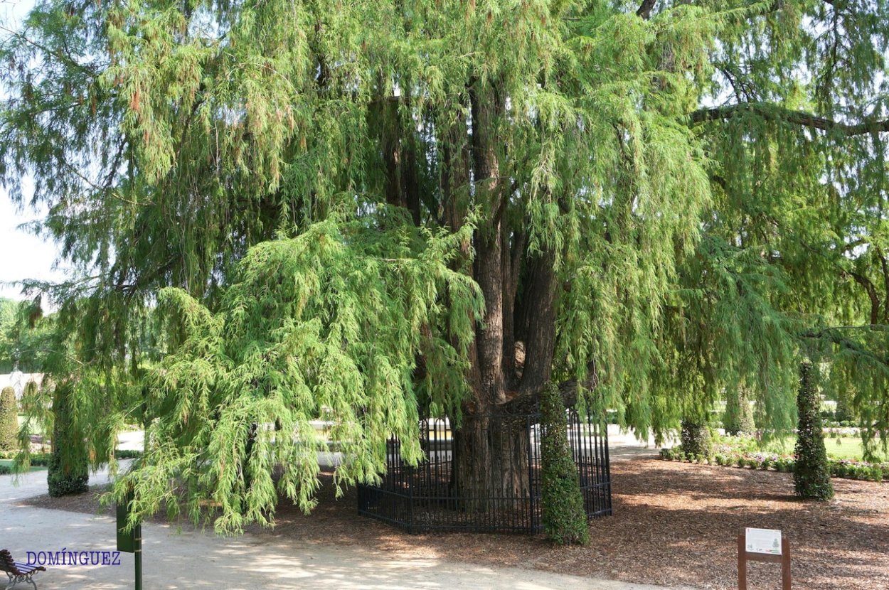 Taxodium mucronatum