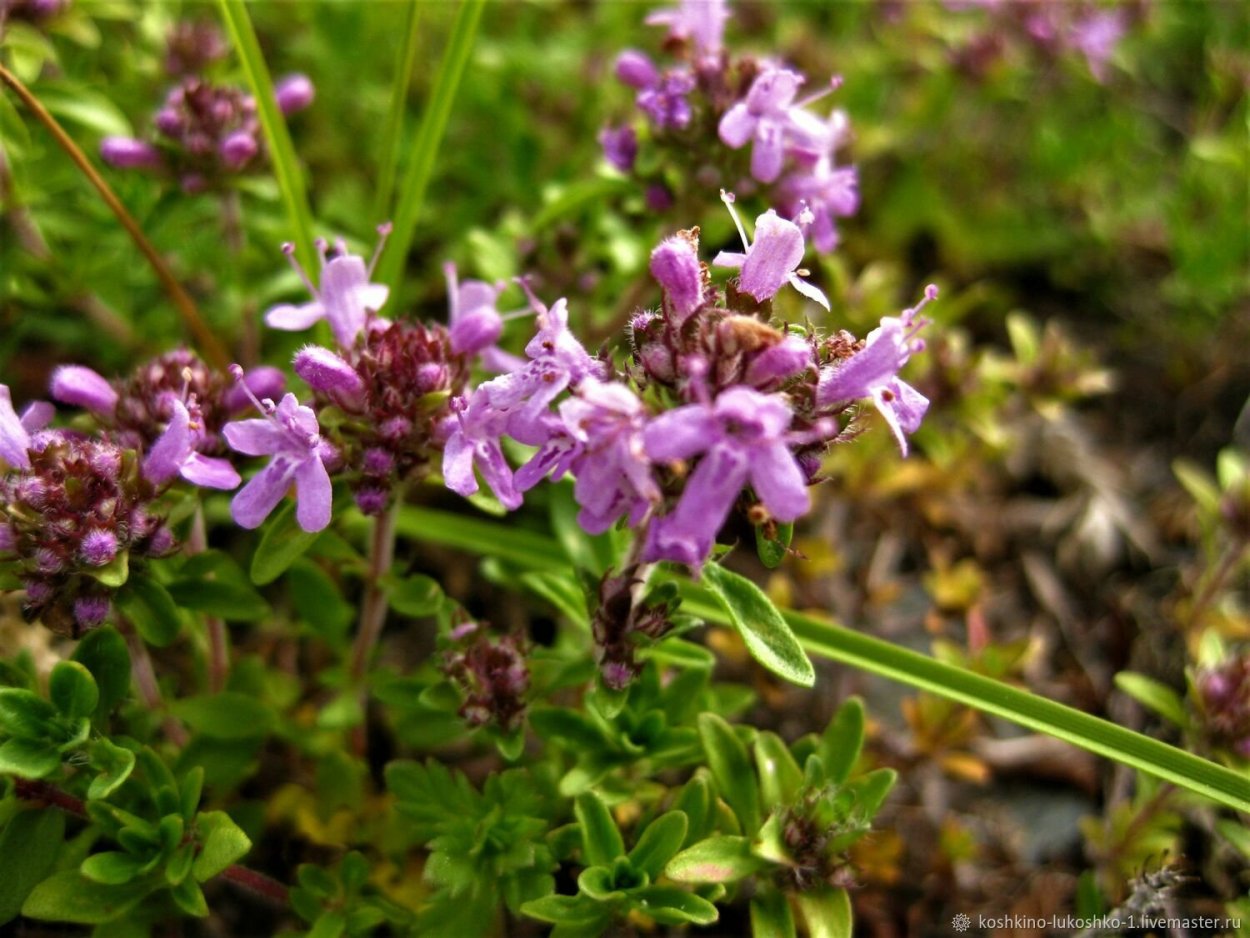 Тимьян ползучий чабрец Богородская трава