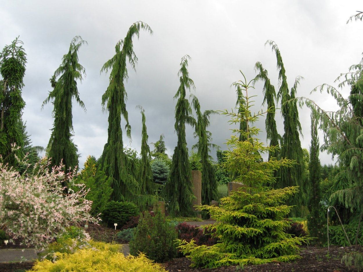 Кипарис нутканский Глаука