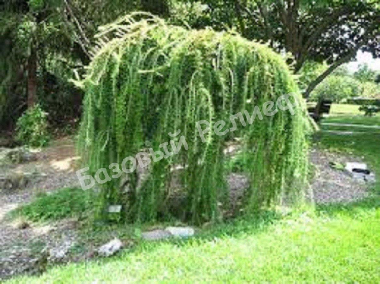 Кипарис нутканский Пендула Аргента