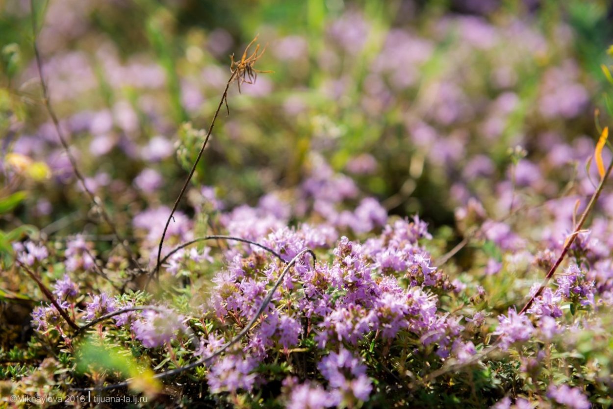 Вереск чабрец