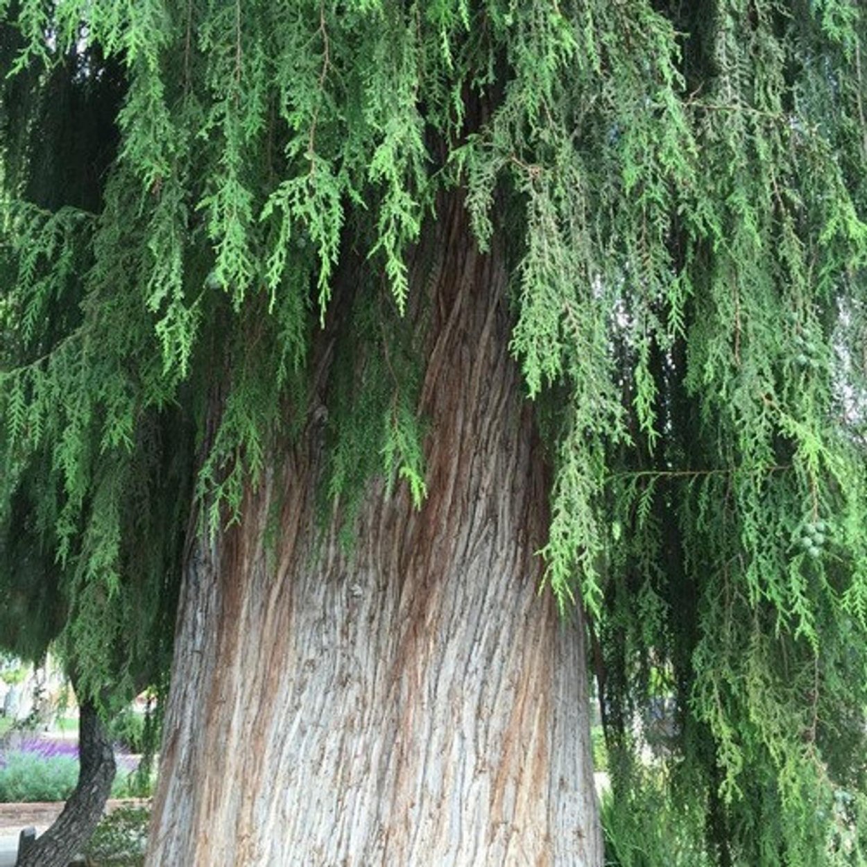 Cupressus Funebris
