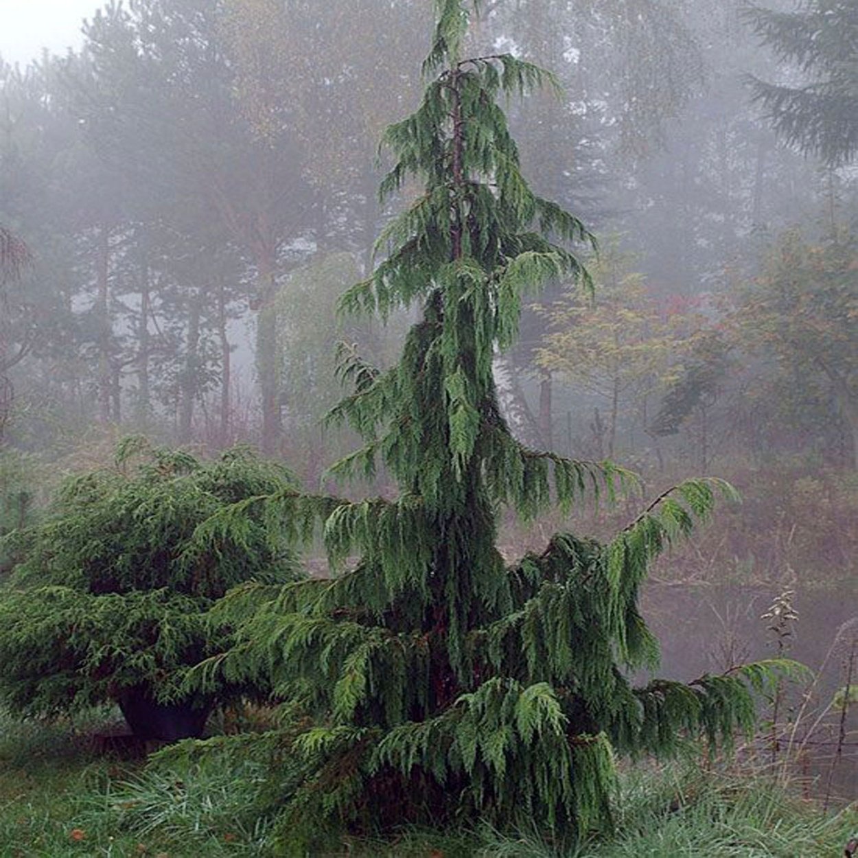 Кипарисовик нутканский Джубили