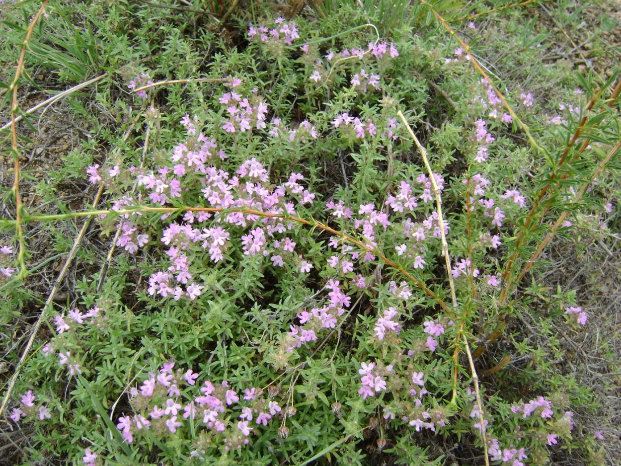 "Чабрец Байкальский"