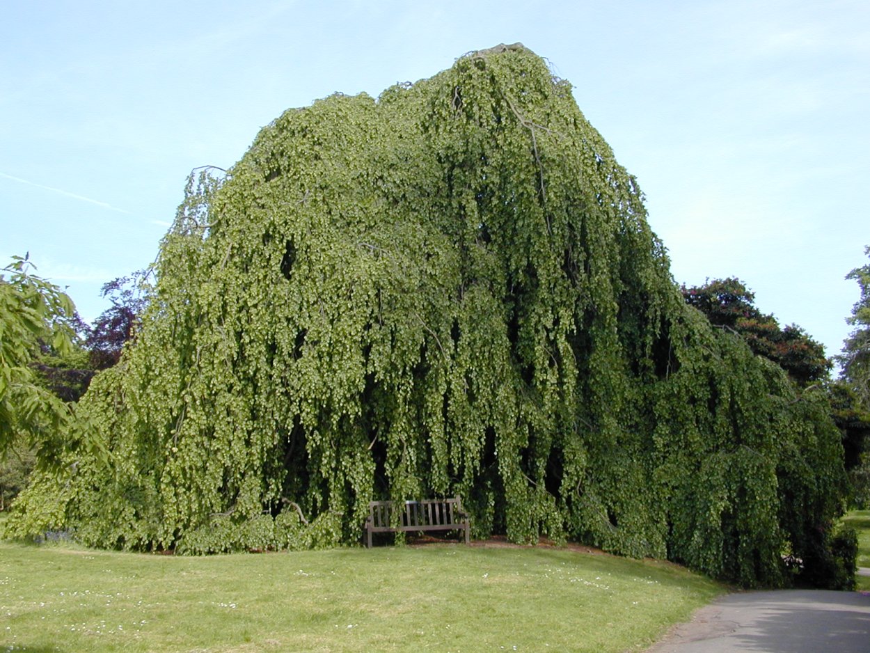 Туя Смарагд спираль