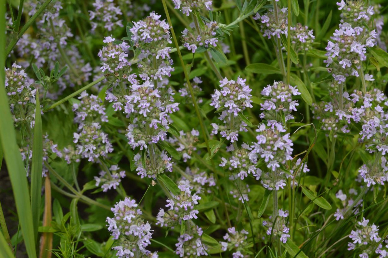 Чабрец Донской