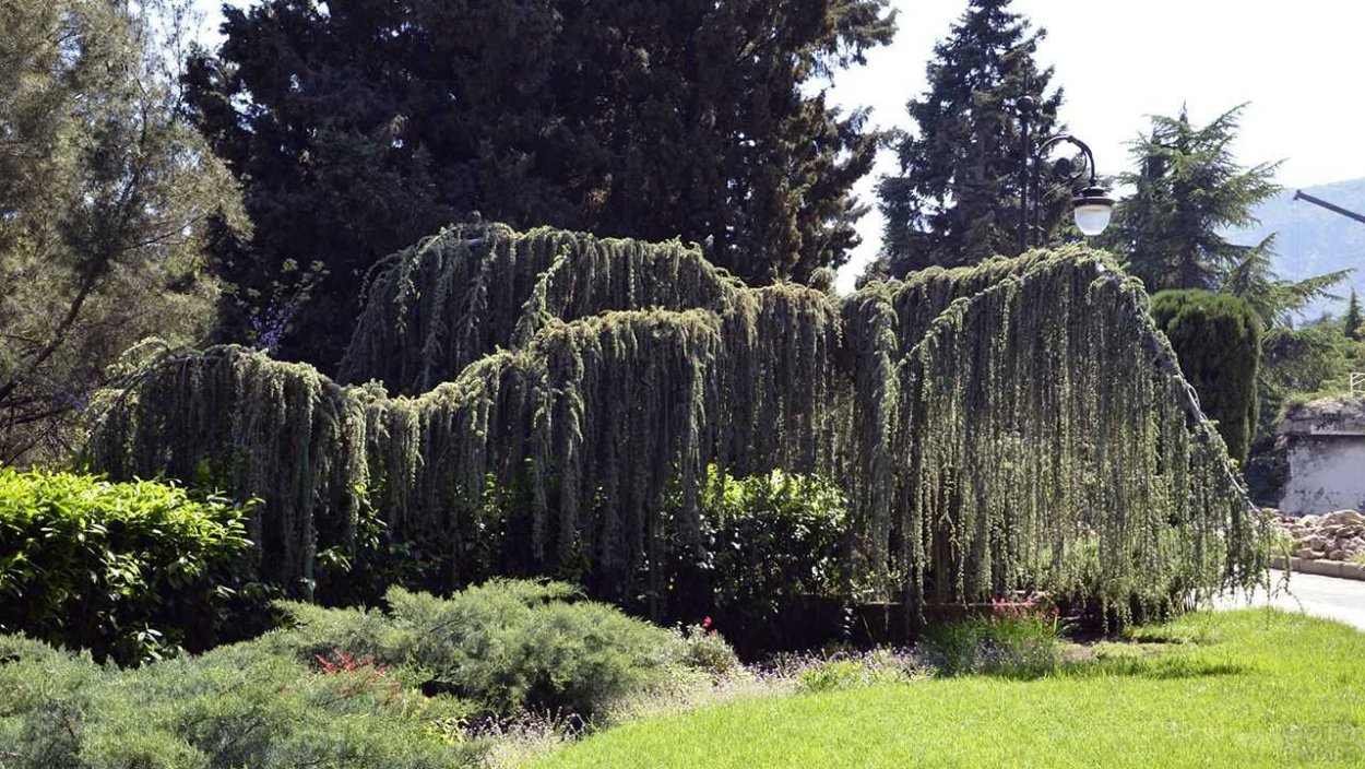 Кедр атласский Плакучий