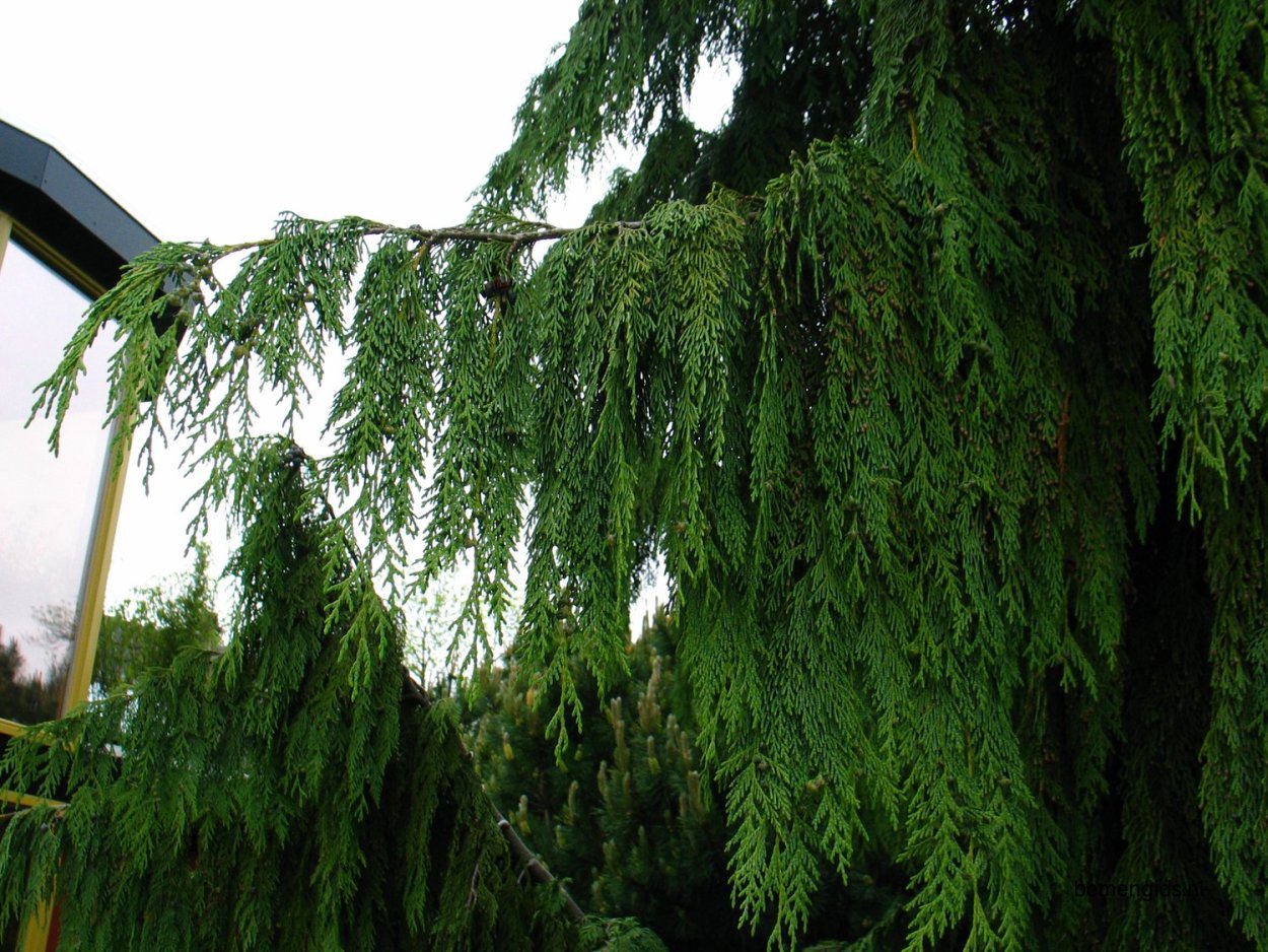 Кипарисовик нутканский Плакучий