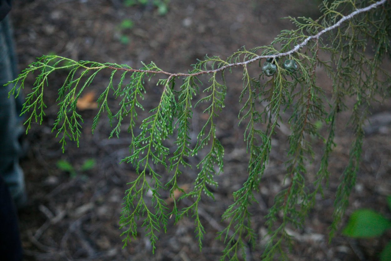Лиственница Larix kaempferi