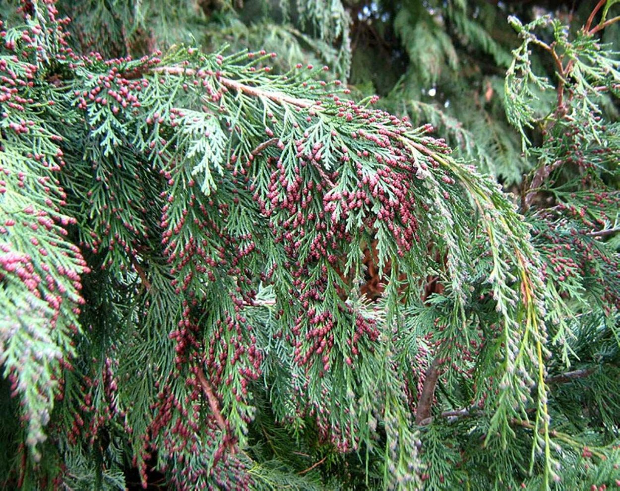 Кедр Алтайский glaucf pendula